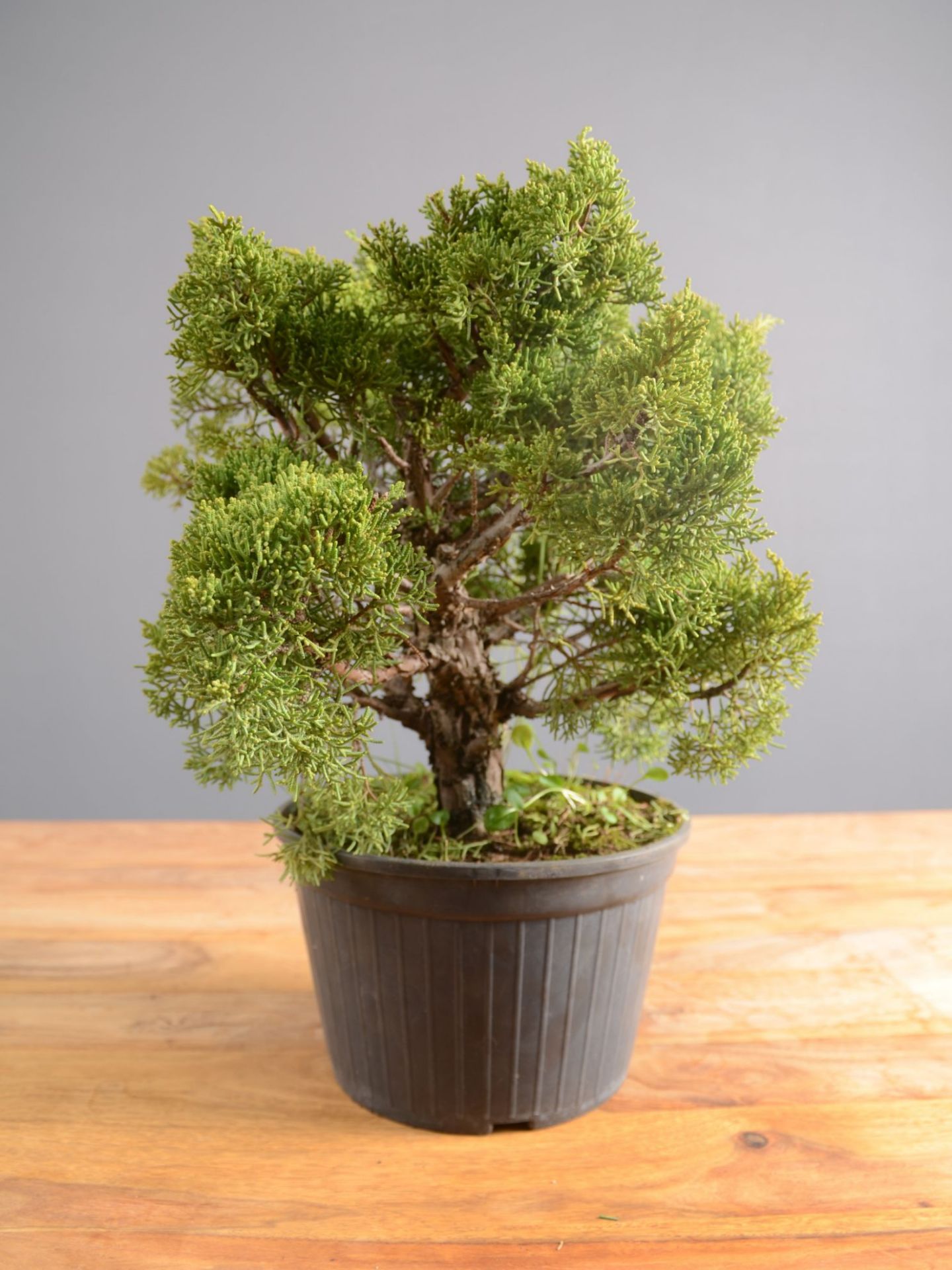 Picture of Japanese juniper