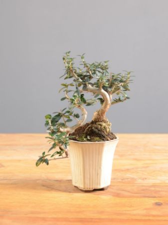 Picture for category Bonsai Olivo (Olea sylvestris)