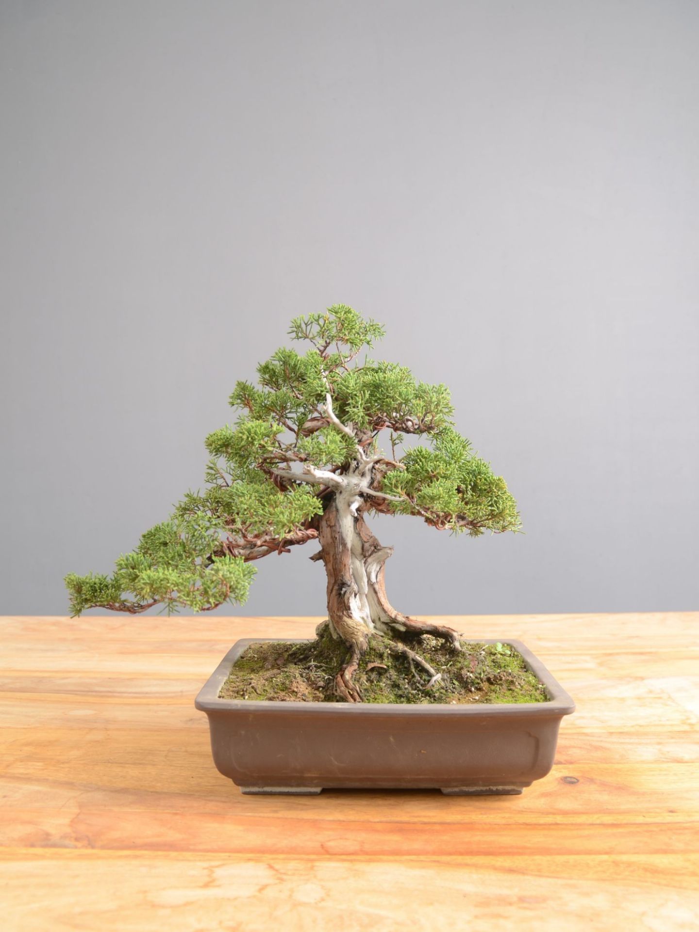 Picture of Japanese juniper