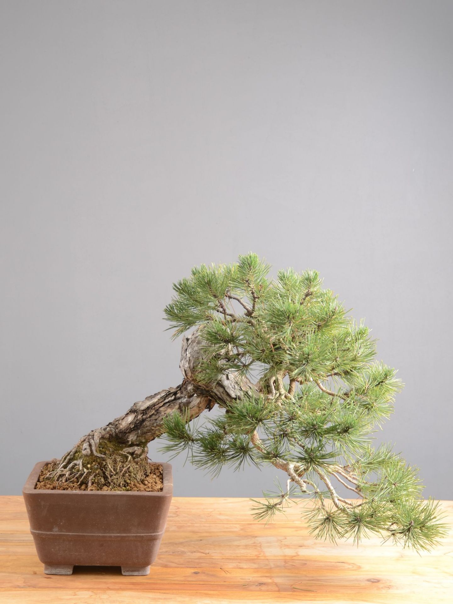 Immagine di Bonsai Pino silvestre