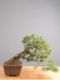 Immagine di Bonsai Pino silvestre