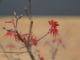 Immagine di Bonsai Acero rosso g.