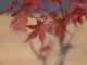 Immagine di Bonsai Acero rosso g.