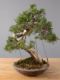 Immagine di Bonsai Ginepro Spagnolo