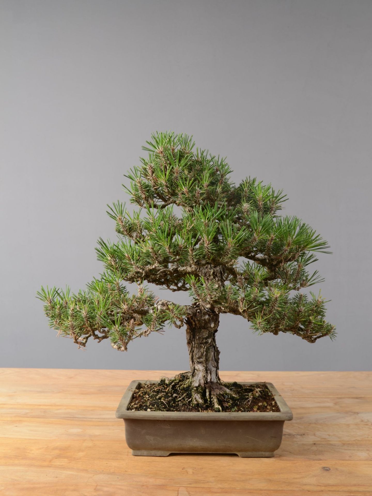 Immagine di Bonsai Pino nero giapponese