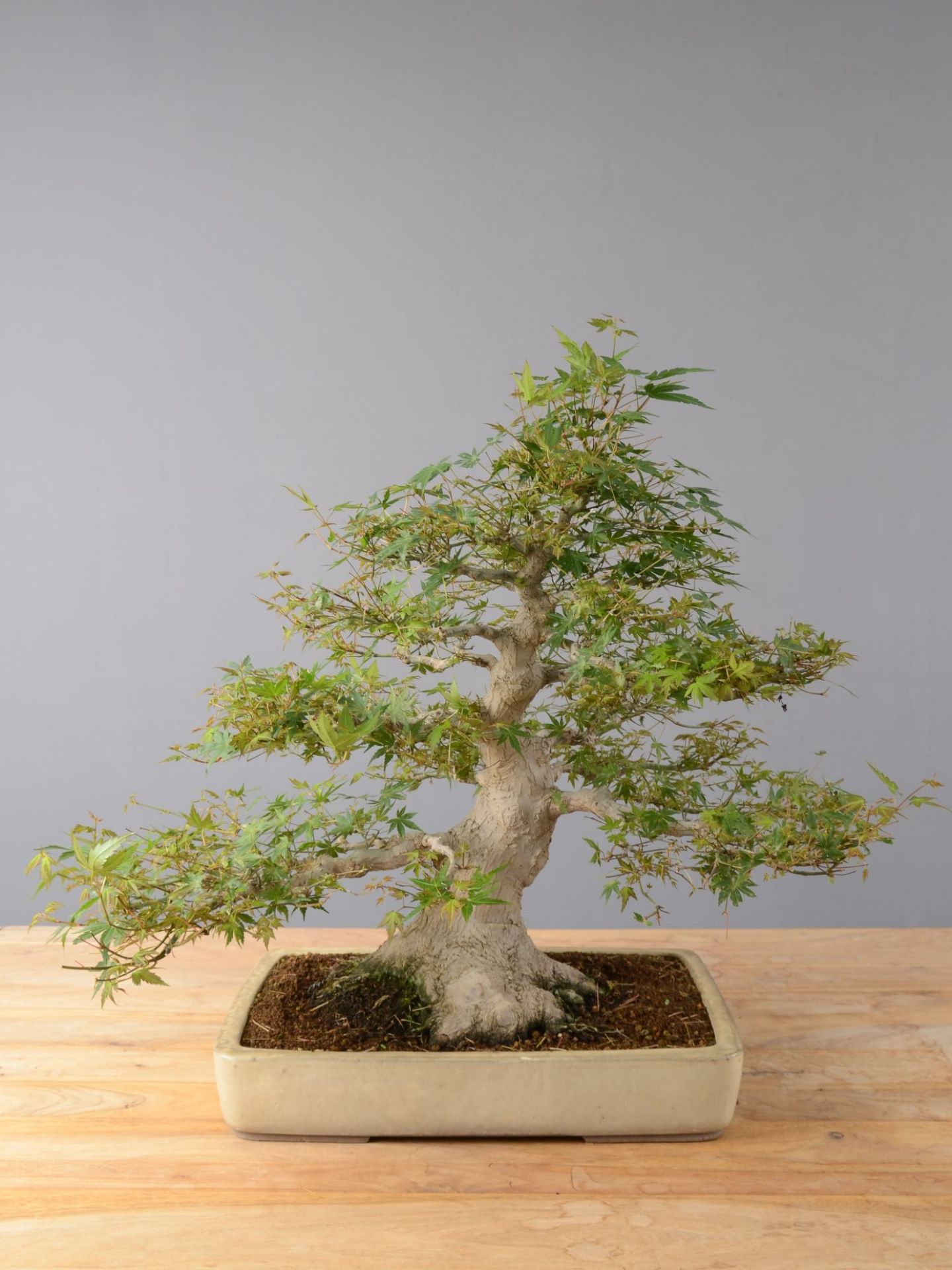 Immagine di Bonsai Acero Palmato