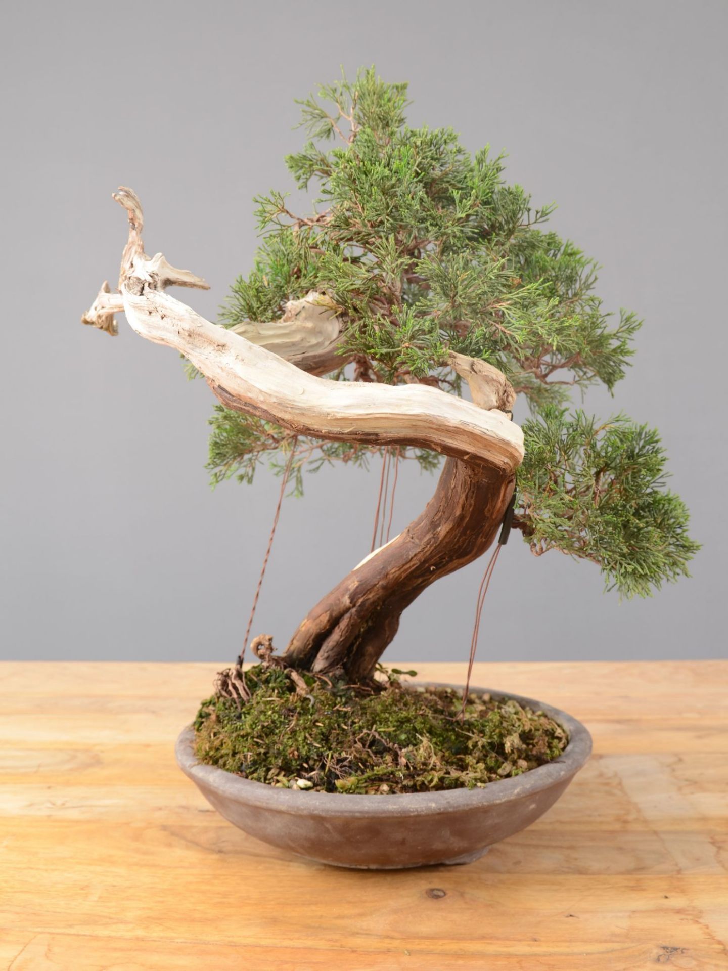 Immagine di Bonsai Ginepro Spagnolo