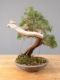 Immagine di Bonsai Ginepro Spagnolo