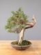 Immagine di Bonsai Ginepro Spagnolo