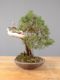 Immagine di Bonsai Ginepro Spagnolo