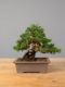 Immagine di Bonsai Ginepro Giapponese