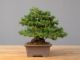 Immagine di Bonsai Ginepro Giapponese