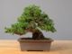 Immagine di Bonsai Ginepro Giapponese