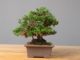 Immagine di Bonsai Ginepro Giapponese