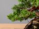 Immagine di Bonsai Ginepro Giapponese