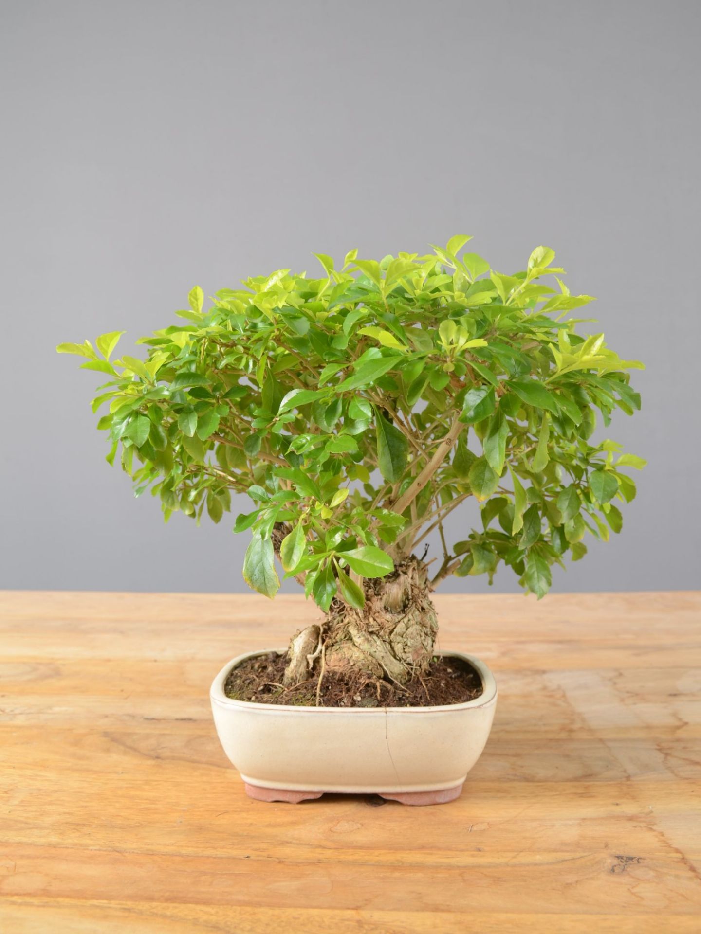 Immagine di Bonsai Duranta