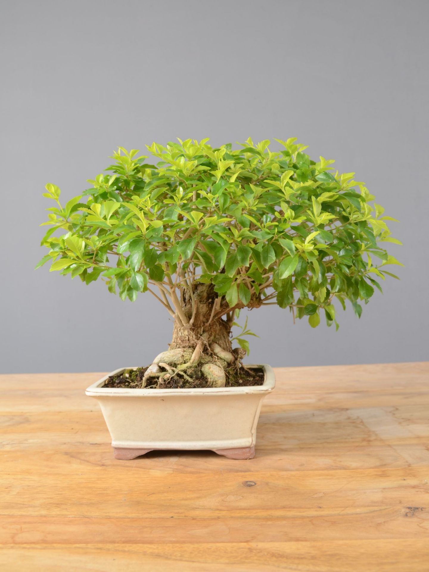 Immagine di Bonsai Duranta