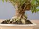 Immagine di Bonsai Duranta