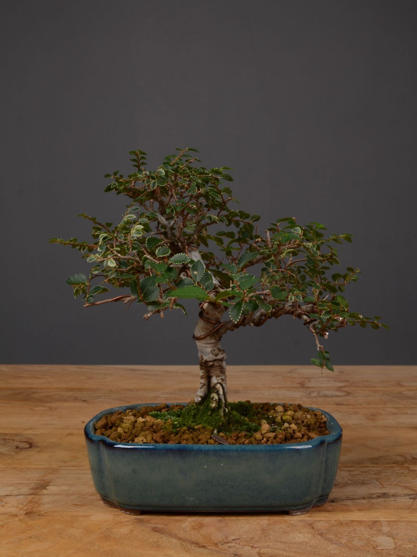 Immagine di Bonsai Olmo