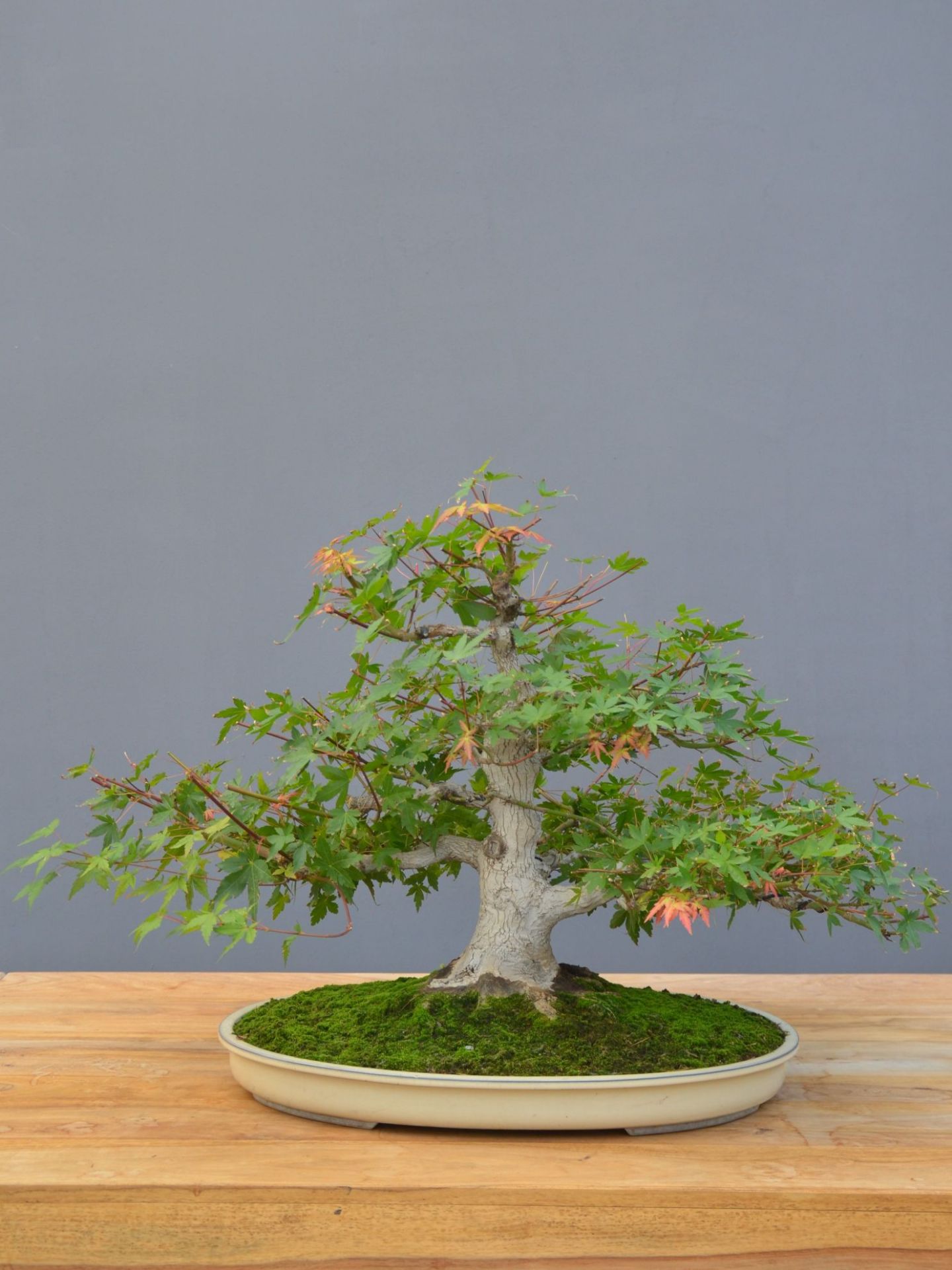 Immagine di Bonsai Acero palmato