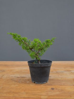 Immagine di Bonsai Ginepro