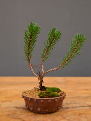 Immagine di Bonsai Pino