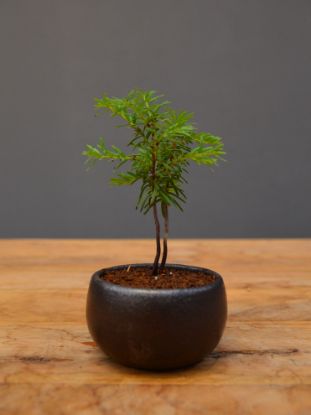 Immagine di Bonsai Tasso