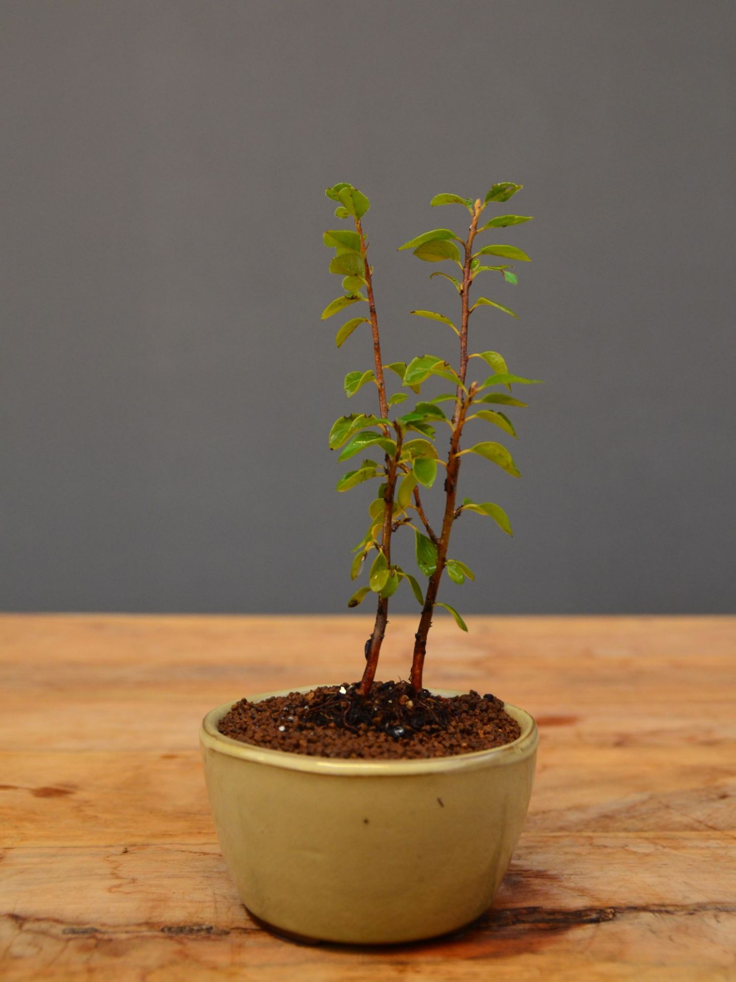 Immagine di  Bonsai Cotoneaster