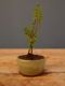 Immagine di  Bonsai Cotoneaster