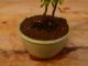 Immagine di  Bonsai Cotoneaster