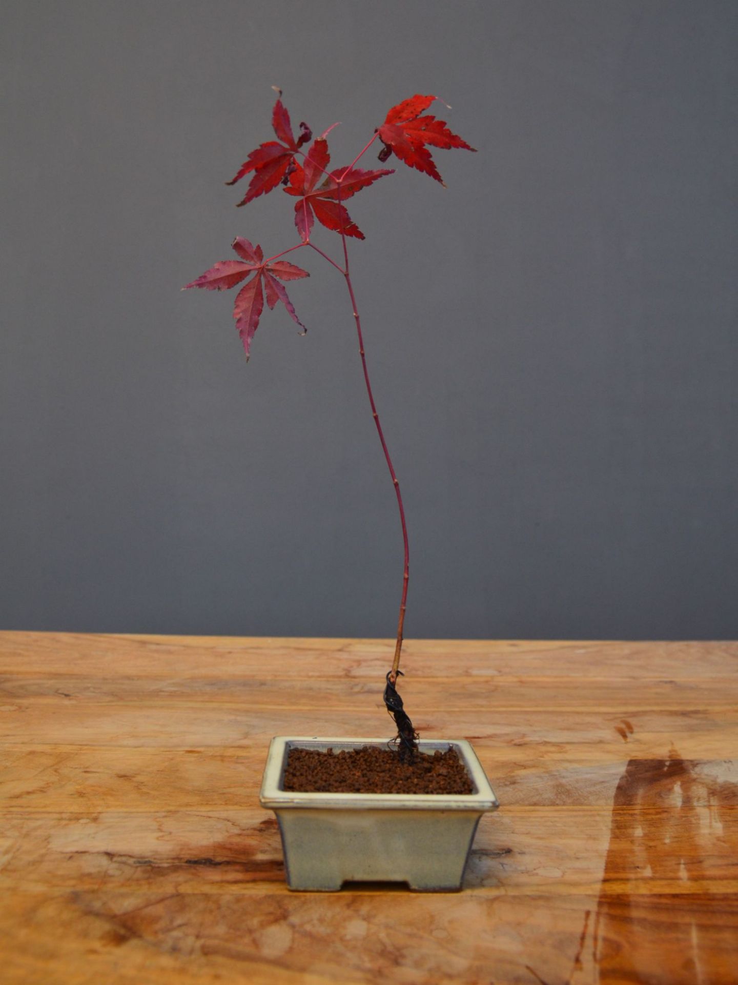 Immagine di Bonsai Acero rosso g.