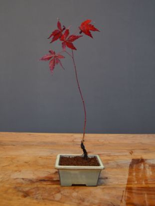 Immagine di Bonsai Acero rosso g.