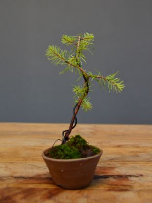 Immagine di Bonsai Pseudolarice