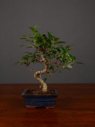 Immagine di Bonsai Ficus r.