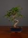 Immagine di Bonsai Ficus r.