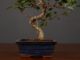 Immagine di Bonsai Ficus r.