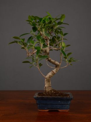 Immagine di Bonsai Ficus r.