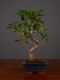 Immagine di Bonsai Ficus r.