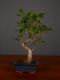 Immagine di Bonsai Ficus r.