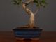 Immagine di Bonsai Ficus r.