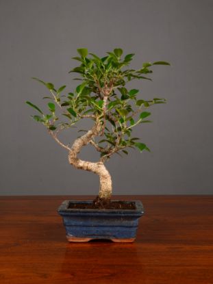 Immagine di Bonsai Ficus r.