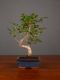 Immagine di Bonsai Ficus r.