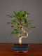 Immagine di Bonsai Ficus r.