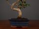 Immagine di Bonsai Ficus r.