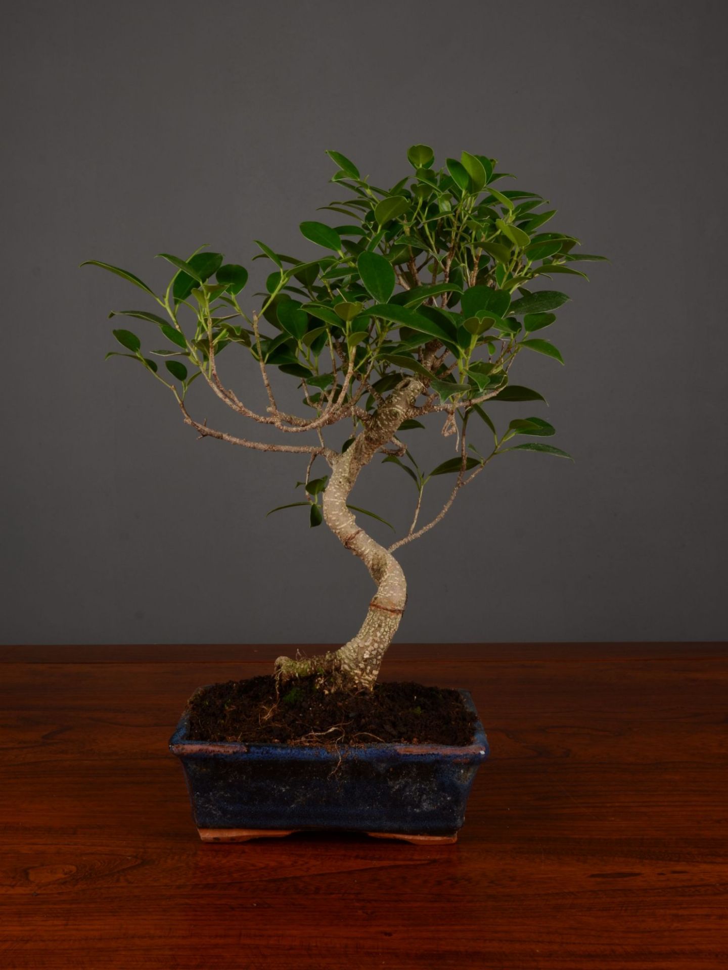 Immagine di Bonsai Ficus r.