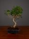 Immagine di Bonsai Ficus r.