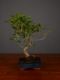 Immagine di Bonsai Ficus r.