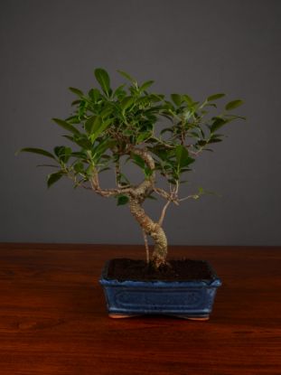 Immagine di Bonsai Ficus r.