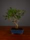 Immagine di Bonsai Ficus r.