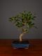 Immagine di Bonsai Ficus r.